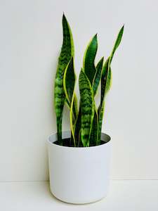 Snake Plants: Sansevieria Tri Variegated (Snake Plant) 4.5L