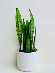 Snake Plants: Sansevieria Black Coral (Snake Plant) 4.5L