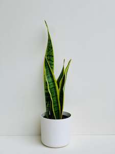 Snake Plants: Sansevieria Variegated (Snake Plant) 14cm