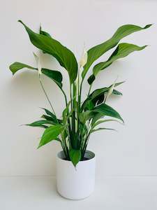 Peace Lily: Spathiphyllum Sylvana - Peace Lily 15cm