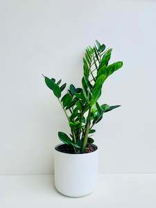 Zz Plant: ZZ Plant - Zanzibar Gem (Zamioculcas zamiifolia) 23CM