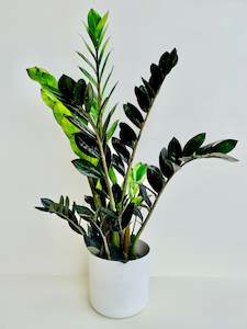 Zz Plant: ZZ Plant - Zamioculcas Zamiifolia Black Knight 14CM