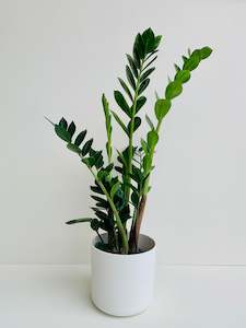 Zz Plant: ZZ Plant - Zanzibar Gem (Zamioculcas zamiifolia) 14CM