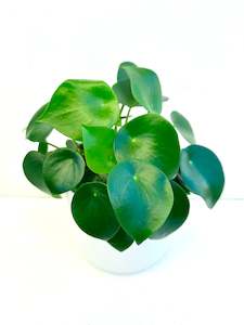 Feature Collection: Peperomia Rain Drop 12CM