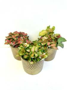 Feature Collection: Fittonia Assorted in Ceramics 9CM