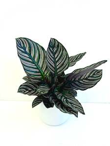 Calathea Ornata 14CM