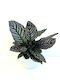 Calathea Ornata 14CM
