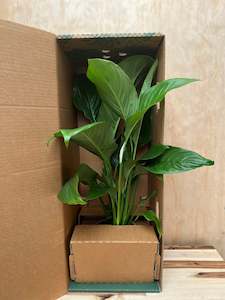 Office Plants: Corporate Gifting