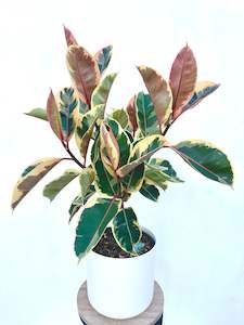 Feature Collection: Ficus Tineke Multi Branched 6L