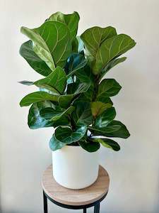Feature Collection: Fiddle Leaf Fig - Ficus Lyrata (Bambino) 17cm