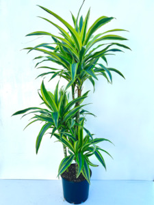 Feature Collection: Dracaena Green Stripe Tripple Planted 4.5L