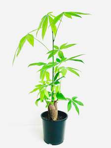 Office Plants: Pachira Triple Planted Money Tree 14CM