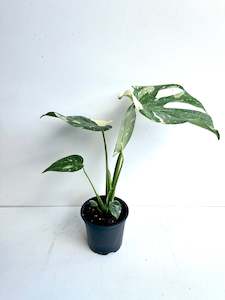 Indoor Plants: Monstera Thai Constellation 12CM