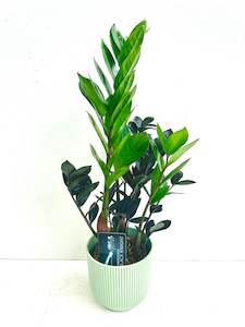 Indoor Plants: ZZ Plant - Zamioculcas Zamiifolia Black Knight 12CM