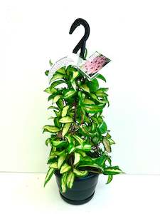 Indoor Plants: Hoya Krimson Princess in Basket