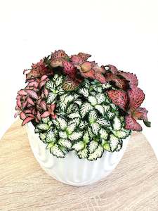 Fittonia Assorted 14CM