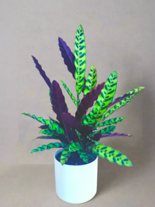 Indoor Plants: Calathea Insignis 14CM