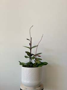 Hoya: Hoya Australis Lisa 12cm