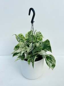 Epipremnum Marble Queen Basket 17CM