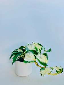 Money Plant: Epipremnum Aureum Manjula Pothos 14cm