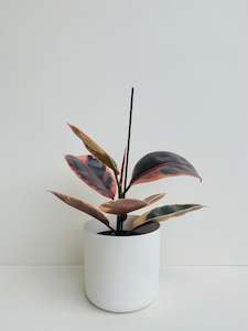Ficus Plants: Ficus Ruby 14cm