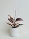 Ficus Ruby 14cm