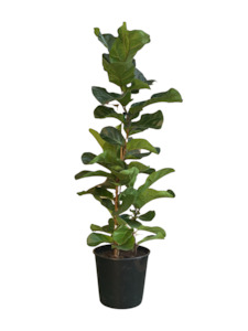 Ficus Plants: Ficus Bambino 25CM