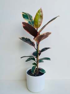 Ficus Plants: Ficus Ruby 2.5L