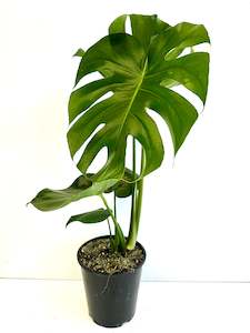 Feature Collection: Monstera Deliciosa - Fruit Salad Plant 3.5L