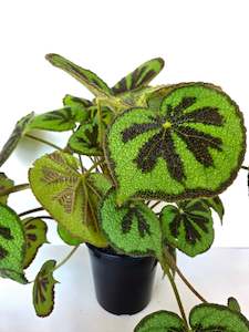 Indoor Plants: Begonia Mountain 17CM