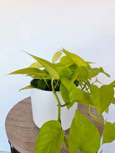 Indoor Plants: Epipremnum Aureum Neon Potho 12CM