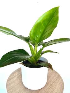 Feature Collection: Philodendron Imperial Green 12CM