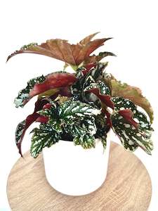 Begonia Bohemian Forest 12CM