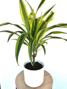 Dracaena Green Stripe Multi 2.5L