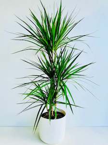 Featured Product 2: Dracaena Marginata Triple Planted 4.5L
