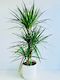 Dracaena Marginata Triple Planted 4.5L