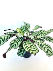 Ctenanthe Burle Marx 12CM