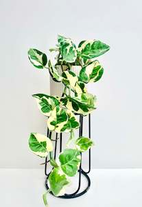Indoor Plants: Epipremnum Aureum Pothos N’Joy 12CM