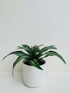 Dracaena Jade Jewel 15cm