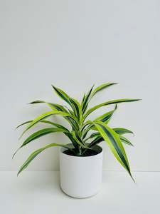 Dracaena Green Stripe 15cm