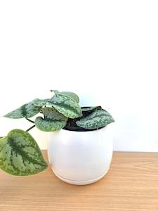 Addie Round Ceramic Planter 12.5CM - White