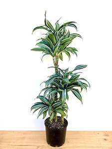 Dracaena Jade Jewel Triple Planted 4.5L