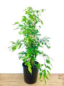 Feature Collection: Ficus Golden Monique 25CM