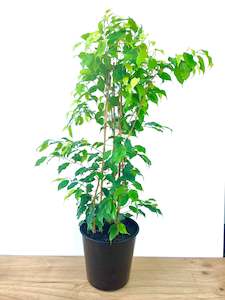 Feature Collection: Ficus Reginald 25CM