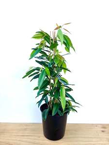 Ficus Amstel King 25CM