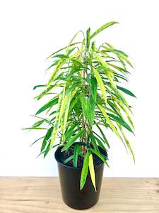 Ficus Amstel Green Gold 25CM