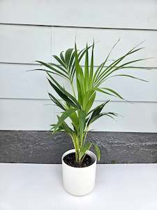 Kentia Palm - Howea Forsteriana 2.5L