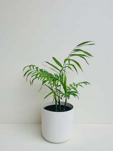 Chamaedorea Elegans 12cm