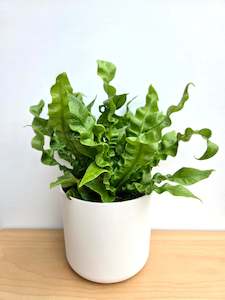 Asplenium Crispy Wave 12CM