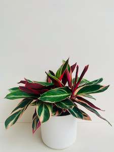 Stromanthe Triostar 14cm